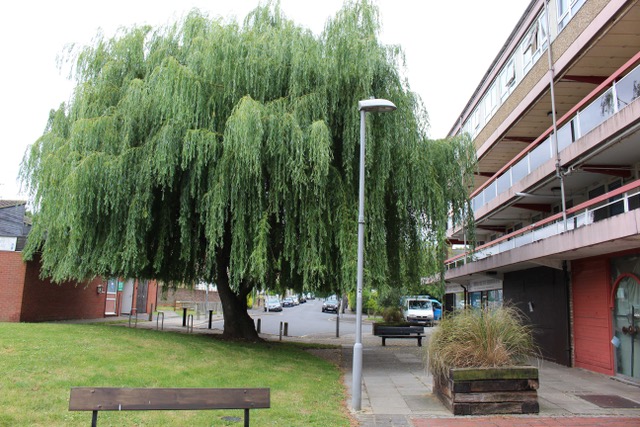 Mature willow tree and homes at Cambridge Road Estate
